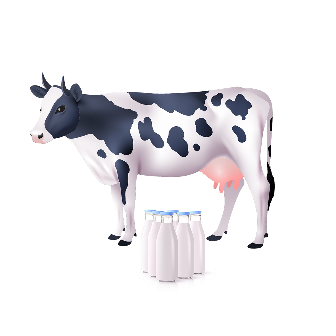 Picture of cow